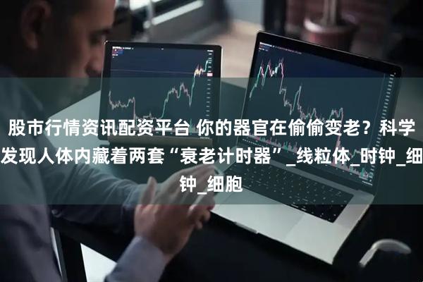 股市行情资讯配资平台 你的器官在偷偷变老？科学家发现人体内藏着两套“衰老计时器”_线粒体_时钟_细胞